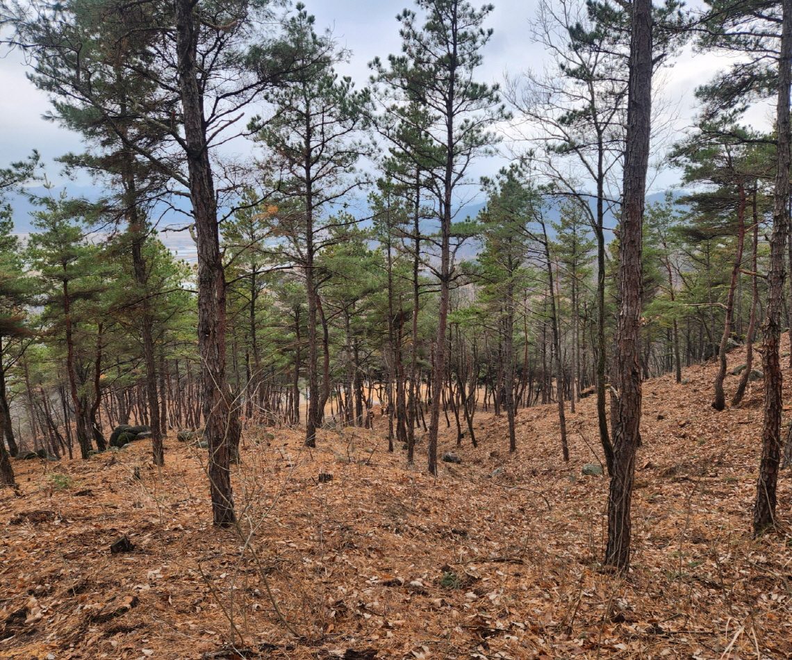 안동시 확산 빠른 재선충병에 방제사업 다각화 대응