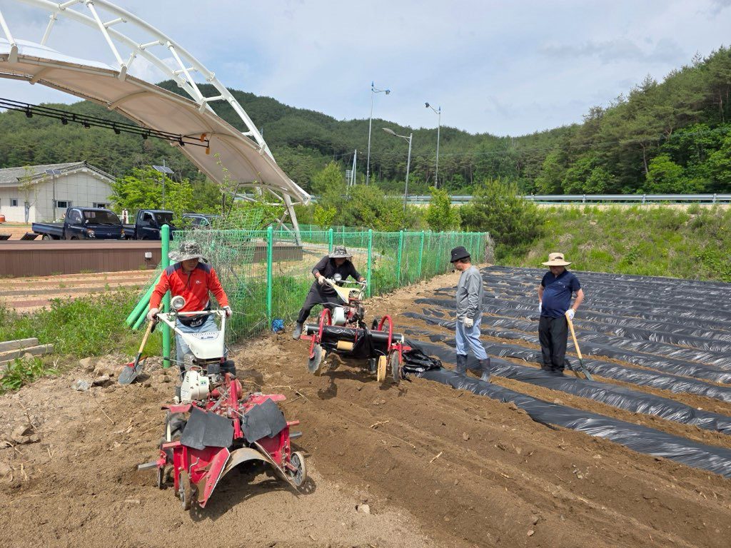 안동시 도산면지사협, 이웃 사랑 고구마 농장 ‘도산 사랑하구마’ 조성