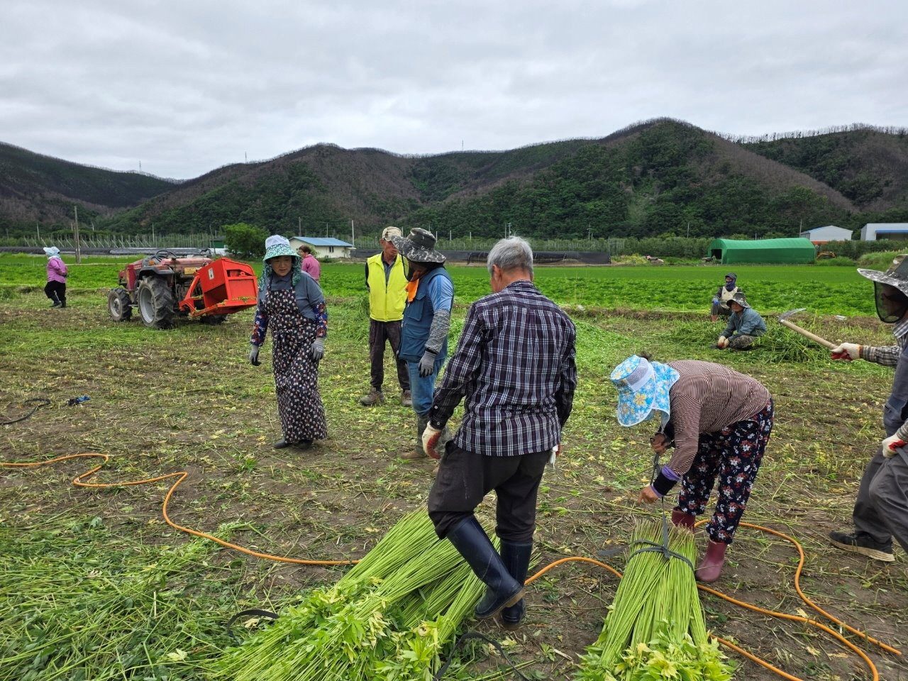 안동시 임하면, 산업용 대마 수확 마무리